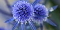 Синеголовник, или эрингиум (eryngium)