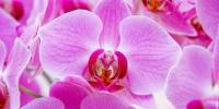 Кёкенхоф (keukenhof) - парк цветов в голландии