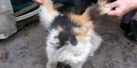 Крылатые кошки (winged cat)