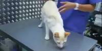 Как успокоить кошку
