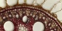 Nikon small world 2011