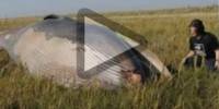 В британии посреди поля обнаружили мертвого кита