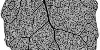 Победители конкурса научной микрофотографии nikon international small world