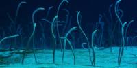 Подводный ''сад угрей'' (the eel garden)