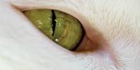 Кошачий зрачок сужается без участия мозга