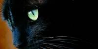17 ноября - день черных кошек