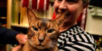 Самый красивый кот в мире выбран на выставке кошек  world cat show