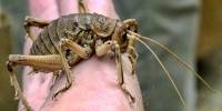 Уэта (weta) - самое тяжеловесное насекомое