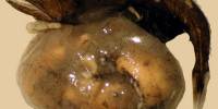 Живоглотовые или хиазмодовые (лат. chiasmodontidae)