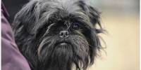 Аффенпинчер (нем. affenpinscher) - собака альпинист