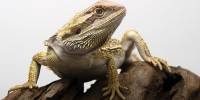 Бородатая агама  (pogona vitticeps)