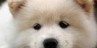 Самоедская собака (samoyed)