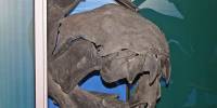 Древние рыбы эволюционировали с головы