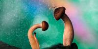 Wonderland от израильского фотографа nadav bagim