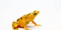 Панамская золотая лягушка (panamanian golden frog)