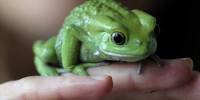 Очередная перепись животных в лондонском зоопарке