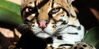 Интересные факты об оцелоте (leopardus pardalis)