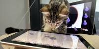 Разработаны игры на ipad специально для развлечения кошек