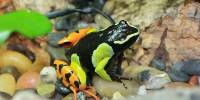 Кожа некоторых видов ядовитых лягушек выделяет сахарозу