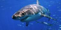 Интересные факты о белой акуле (лат. carcharodon carcharias)