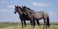 Лошадь как официальный символ штата (state horse)