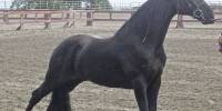 Теннесийская прогулочная лошадь (tennessee walking horse)