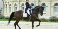 Украинская верховая лошадь (ukrainian riding horse)