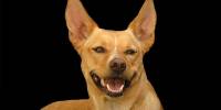 Австралийский келпи (australian kelpie)