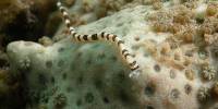Морской червь ramisyllis multicaudata счастливый обладатель тысячи хвостов