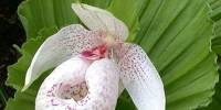 Башмачок, или венерин башмачок (лат. cypripedium)