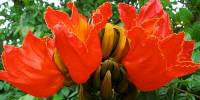 Спатодея колокольчатая (spathodea campanulata)