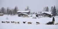 Гонка на собачьих упряжках - iditarod 2012