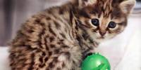 У домашней кошки родился котенок редкого вида