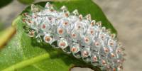Личинка моли jewel caterpillar (acraga coa)