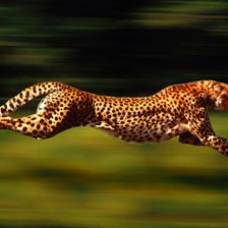 Самое быстрое животное на земле побило собственный рекорд скорости