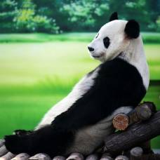 10-Летняя панда по кличке синь юэ
