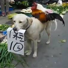 Собака 'устроилась' продавцом кур на рынке в китае
