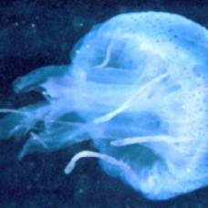 Сердце восстанавливает себя даже после смертельного яда медузы