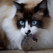 Коты представляют самую серьезную опасность для диких животных