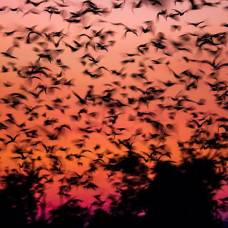 Сезонная миграция летучих мышей в замбии