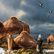 Возможно, верблюды пришли в пустыню из канадской арктики