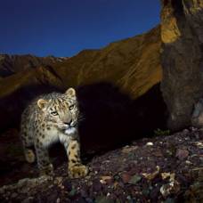 Фотоочевидец: леопард