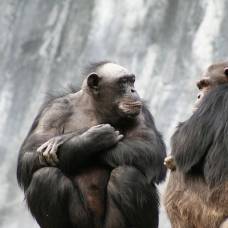 Шимпанзе могут учитывать действия товарища