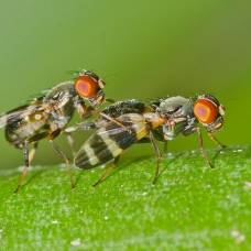 Самки мух предпочитают часть спермы тратить не по назначению