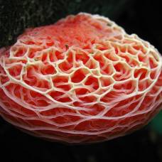 Цветная феерия грибов