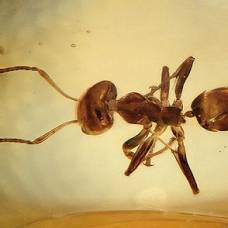 Почему в тропиках много муравьёв