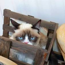 Кошка grumpy cat снимется в семейной комедии