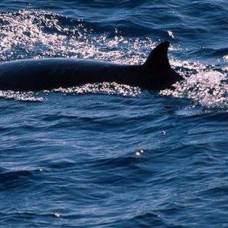 Карликовый кит (лат. caperea marginata)
