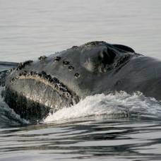 Японский гладкий кит (лат. eubalaena japonica)