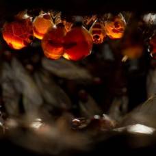 Скрытая жизнь колонии медовых муравьев